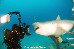 Bull shark up close and personal by Armando Gasse 